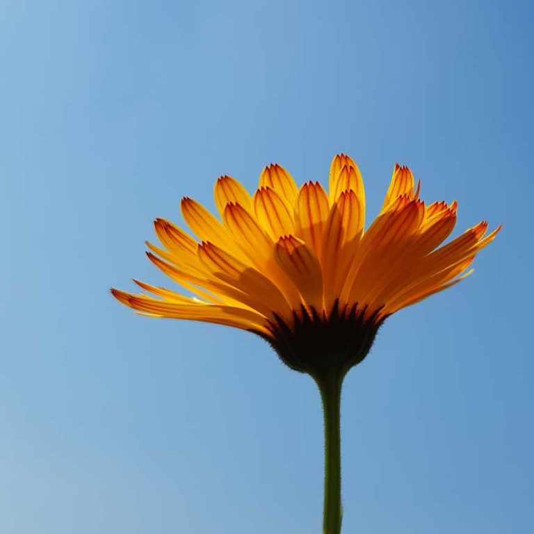 Read more about the article Goudsbloemzalf (Calendula)